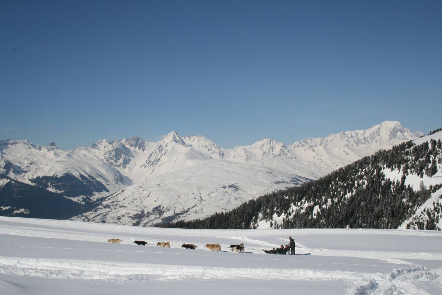 Dog sledding adventures in the area