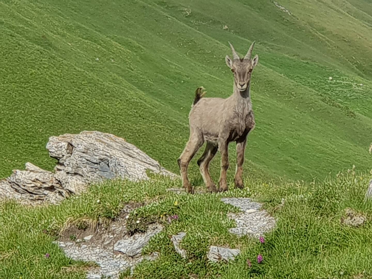Local Alpine wildlife and nature